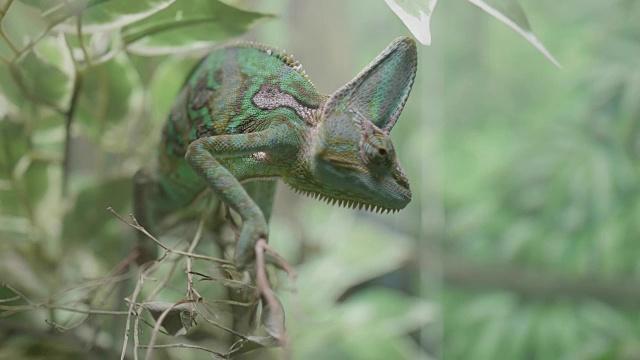 一个绿色蒙着面纱的变色龙蜥蜴的特写视频素材