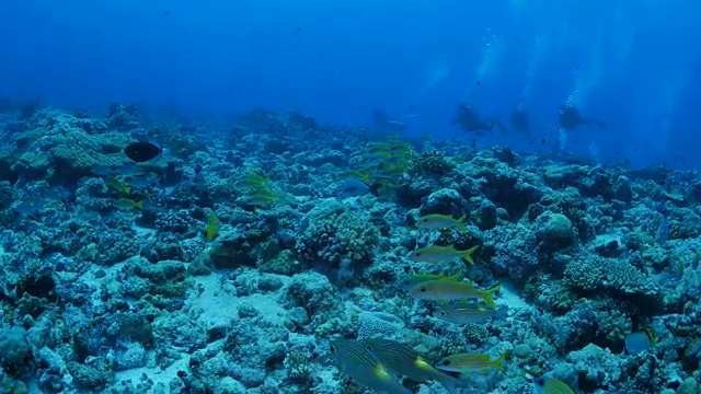 热带海鱼，珊瑚礁，帕劳视频素材