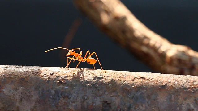 蚂蚁在阳光下爬树视频素材