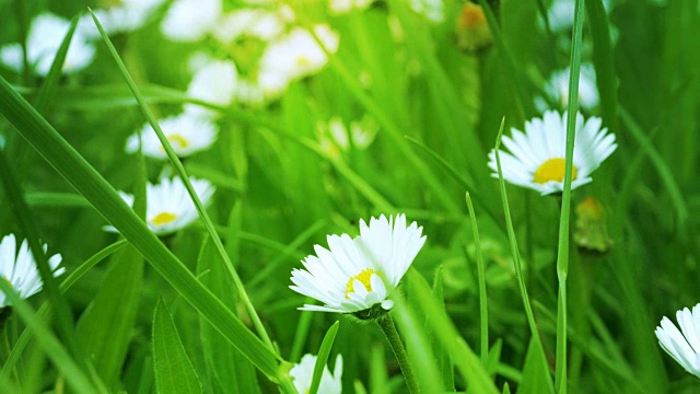 绿色田野上的白色洋甘菊视频下载