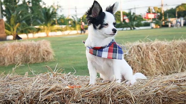 吉娃娃狗坐在公园的稻草上。吉娃娃小狗在友谊中快乐的微笑视频素材