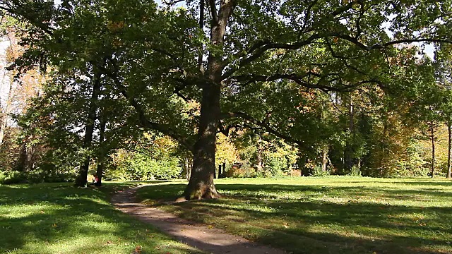秋天公园里的小径和老橡树视频素材