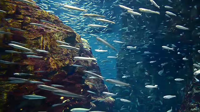 大海里的沙丁鱼视频素材
