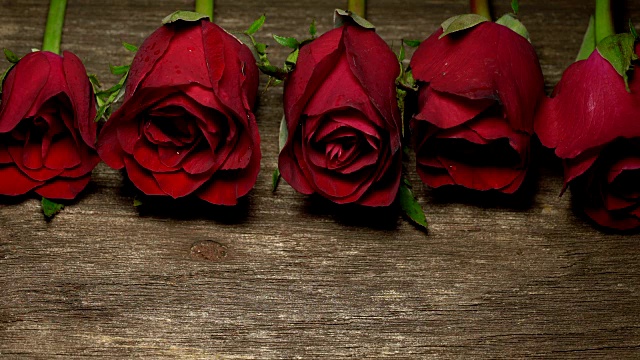 红玫瑰是代表爱情的美丽花朵，在情人节可用于家居装饰、拷贝空间。视频下载
