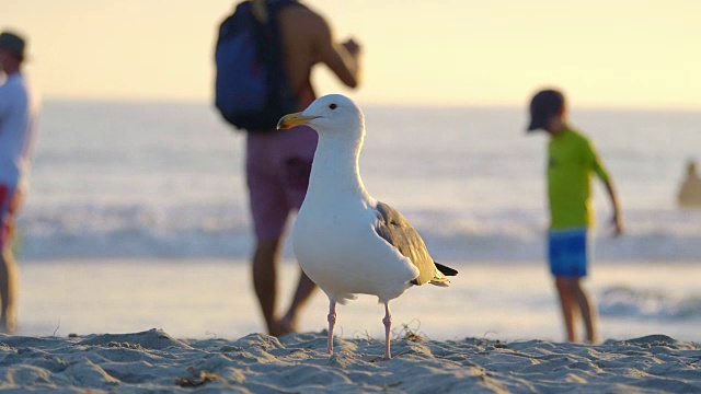 沙滩上的海鸥，4k慢镜头视频素材