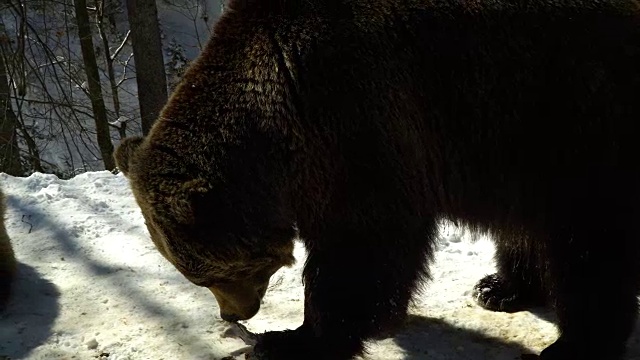 冬天的森林里有棕熊。一只熊在雪地里吃东西。视频下载