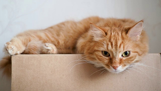 可爱的姜猫躺在工艺纸盒上。毛茸茸的宠物在镜头前睡觉视频素材