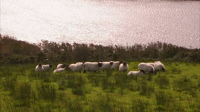 日落时的羊群视频下载