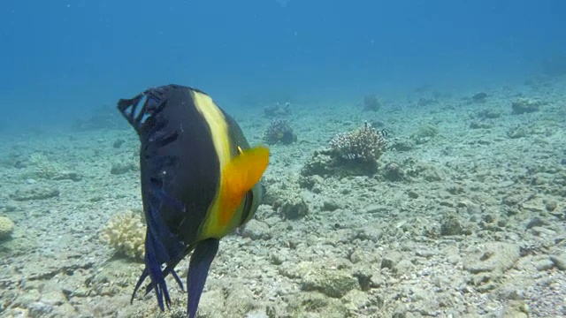 红海扫帚尾濑鱼视频素材