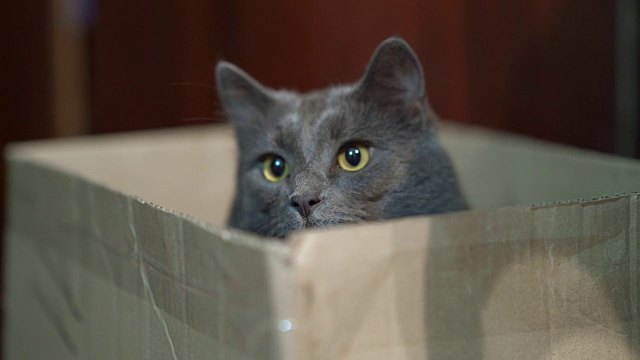 一只有趣的灰猫躲在纸板箱里视频素材
