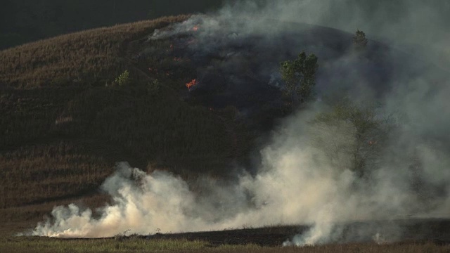 4k森林火灾或刀耕火种农业概念。视频素材