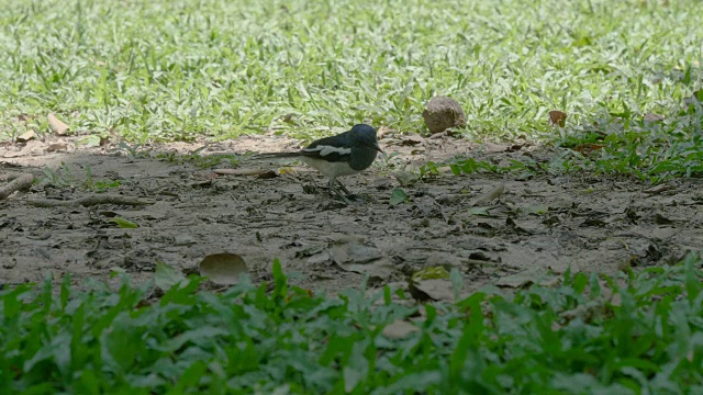 鸟在公园吃昆虫视频下载