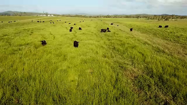 奶牛在鲜绿的草地上吃草视频素材
