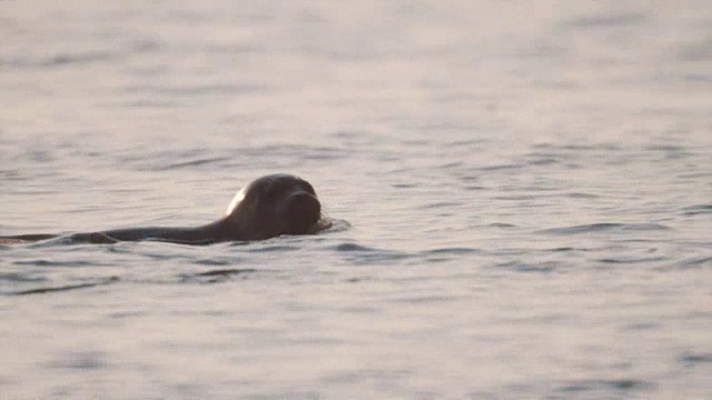 海豹在海水中游泳，头露出水面，看着摄像机视频素材