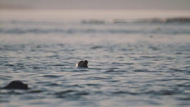 海豹头露出水面漂浮在海水中视频素材