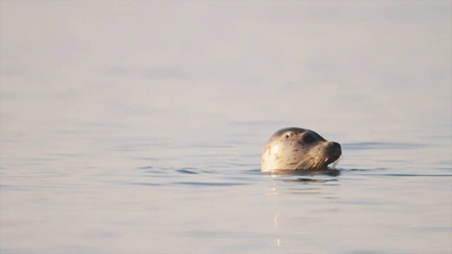 可爱的白色海豹从水面四处看了看，然后潜入水中视频素材