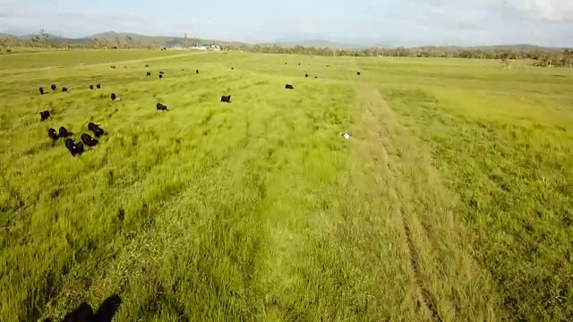 奶牛在鲜绿的草地上吃草视频素材