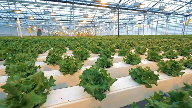 温室里小莴苣丛的慢镜头。现代农业:在自动温室中种植黄瓜。工业蔬菜生产:现代滴灌生态生产视频下载