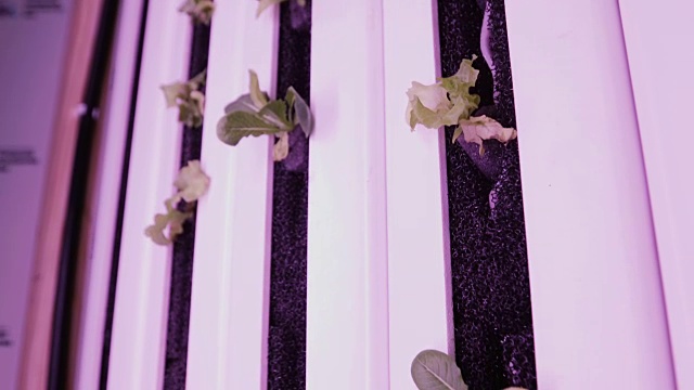 水培法在水中种植植物的方法。用于植物生长的紫外线生长灯视频下载