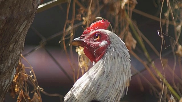 年轻的公鸡完全清醒和警惕在后院近距离视频素材