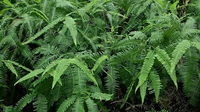 热带雨林，绿蕨视频素材
