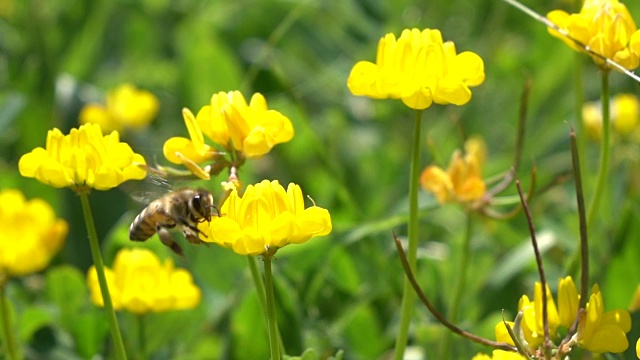 蜜蜂采摘野花视频下载