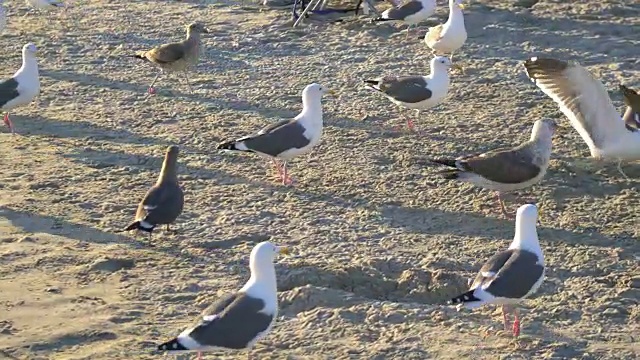 沙滩上一群海鸥，4k慢镜头视频素材