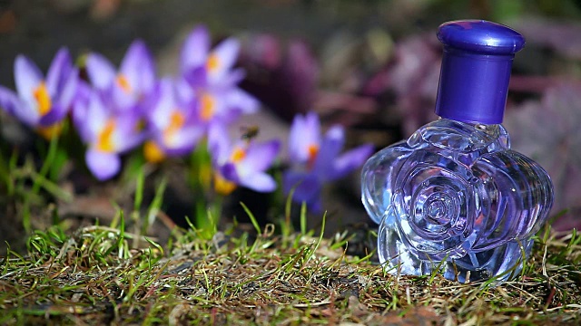 玻璃香水瓶春天藏红花视频素材