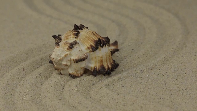 一个美丽的贝壳躺在沙堆的“之”字形上视频素材