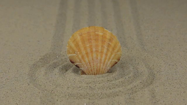 一个美丽的贝壳躺在一圈沙子里视频下载