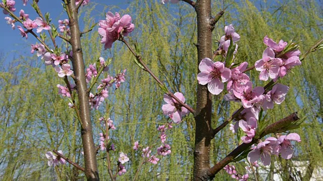 花油桃树，盛开在春天的蓝天下视频下载