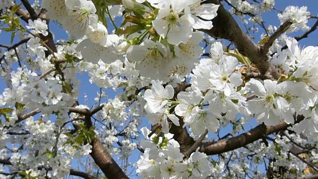 带花粉的樱花，春天盛开视频下载