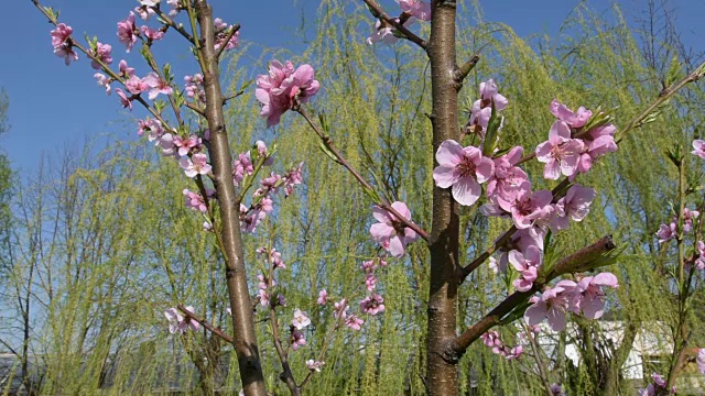 花开的油桃树，在春天的蓝天下视频下载