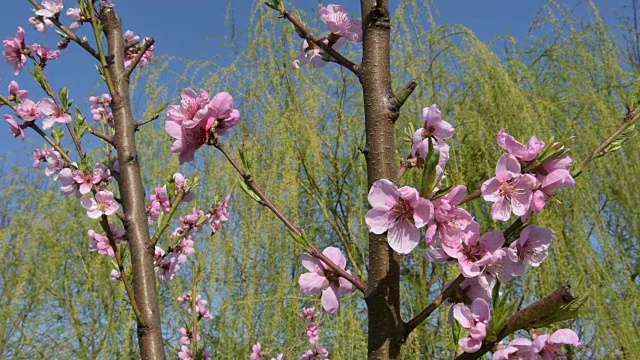 油桃花树，在春天盛开视频下载