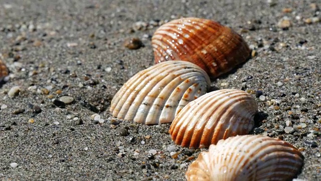 美丽的浮雕贝壳，冲浪视频素材