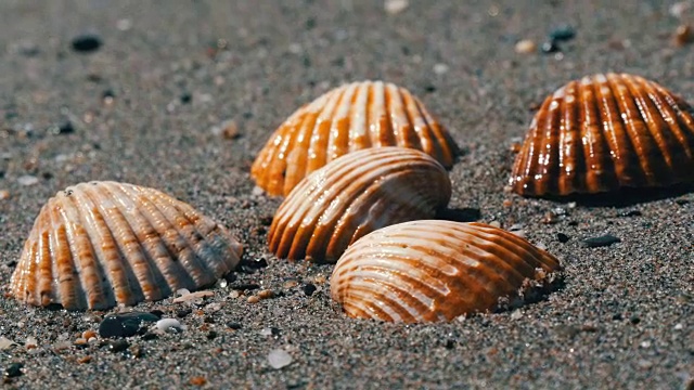 海浪冲刷着海滩上四种不同的贝壳并将它们冲走。视频素材