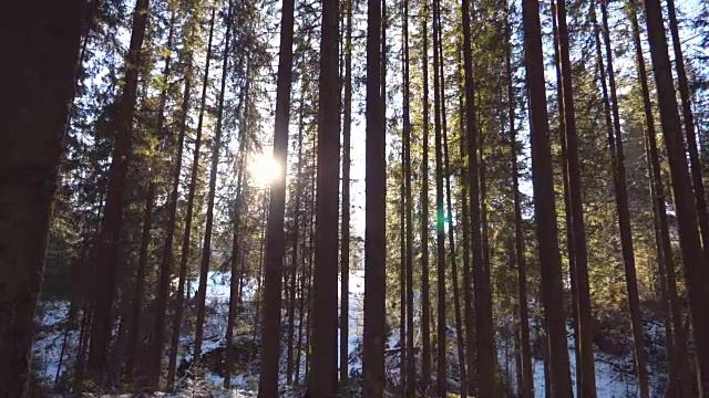 摄影小车拍摄清晨穿过树林的阳光。温暖的阳光在冬天照射植物。美丽的山松林，阳光灿烂。自然背景。慢镜头视频素材
