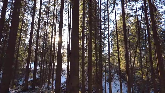 摄影小车拍摄清晨穿过树林的阳光。温暖的阳光在冬天照射植物。美丽的山松林，阳光灿烂。自然背景。慢镜头视频素材