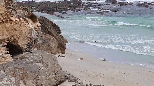 南澳大利亚袋鼠岛的海豹湾保护公园视频素材