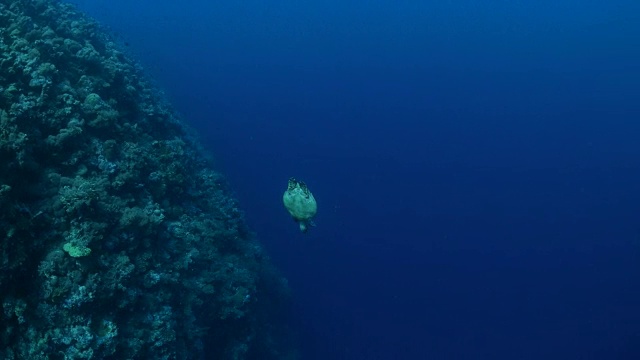 绿色海龟在深海里游泳视频素材