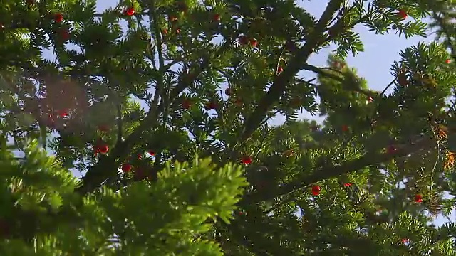 阳光明媚的日子里，一棵樱桃树视频下载
