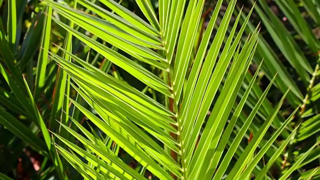 多汁的绿棕榈树视频下载
