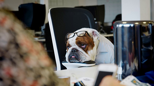 英国斗牛犬穿着衬衫，戴着眼镜在办公室工作视频素材