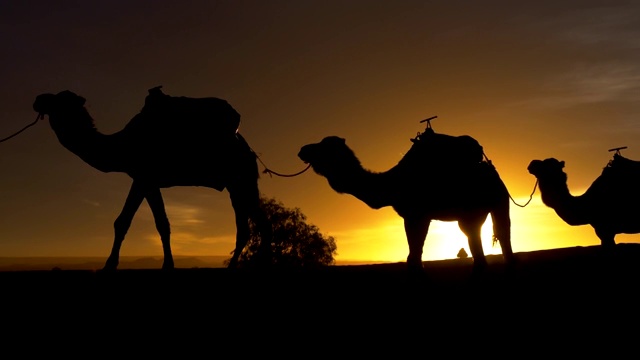 日落时行走的骆驼的剪影。撒哈拉沙漠的商队。4 k, UHD视频下载