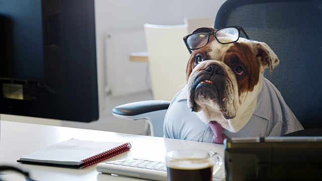 斗牛犬戴着领带在办公室看电脑屏幕视频素材