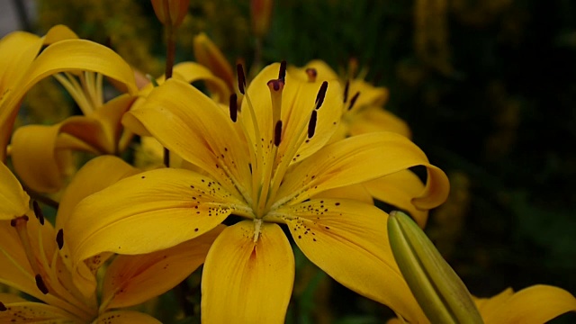 植物百合细节特写高清镜头-草本百合花视频视频素材
