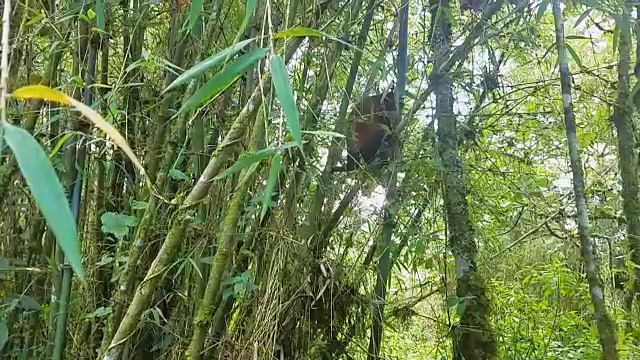 卢旺达丛林里的猴子视频素材