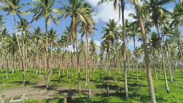 航拍:在一个大型热带种植园美丽的棕榈树下飞行。视频素材