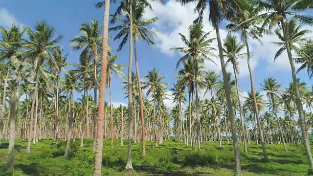 天线:一排排美丽高大的棕榈树在夏日微风中摇曳。视频素材