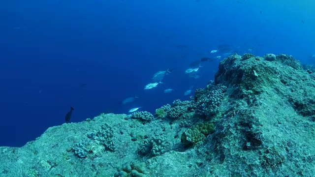 深海里的鲹鱼和黑梢鲨视频素材